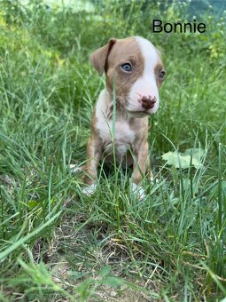 Americký pitbulteriér APBT s PP - 4