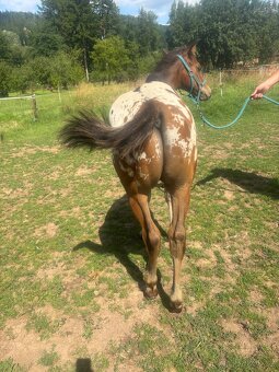 Appaloosa Horse hřebeček - 4