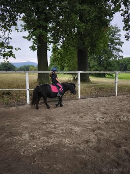 Shetlandsky pony 3 létá klisna s PP - 4