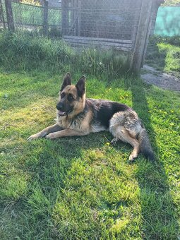 Nemecky ovčák typu Rex(štěňata) - 4