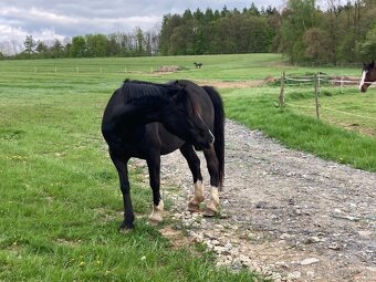 černá welsh pony of cob type kobylka - 4