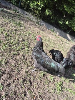 Kohout Australka - 4