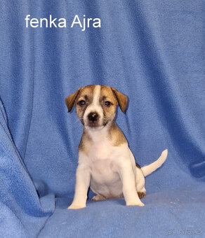 Jack russell terier - 4