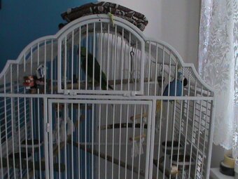 voriera pro papouska velka - 4