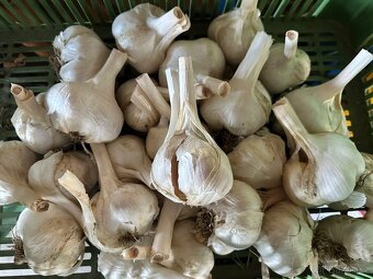 Český sloní / velký česnek - 4