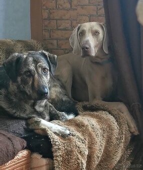 Pohlidám vašeho pejska. Plzeň - 4