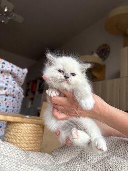 Ragdoll kotě s PP / Ragdoll s PP - 4