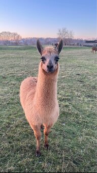 Lama krotká, alpaka - 4