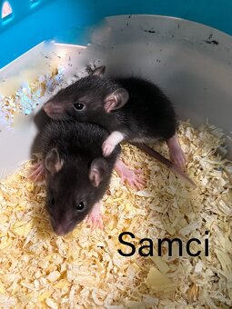 Domací potkan - 4