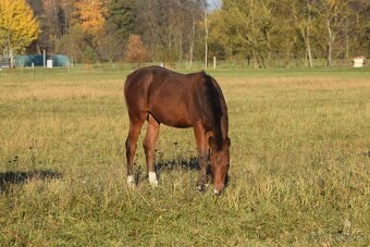 Tiebreak - letošní hřebeček - 4