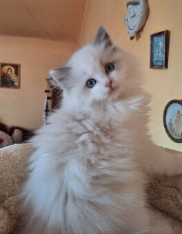Nádherný kocourci Ragdoll  s pp - 4