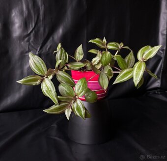 SLEVA⤵️Tradescantia zebrina voděnka - 4