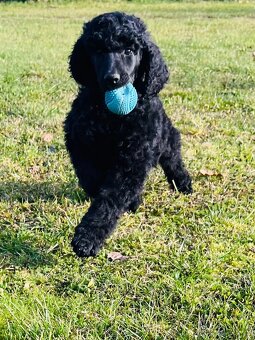 Pudl velký královský s PP - 4