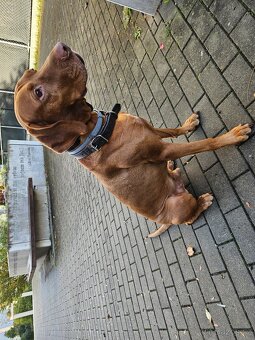 Maďarský krátkosrstý ohař, s PP, 4 roky, k adopci - 4