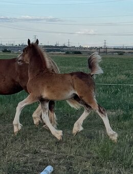 🌟 Hřebeček Welsh Cob v atraktivní barvě 🌟 - 4