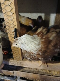 Dominant, slepice, kuřice - 4