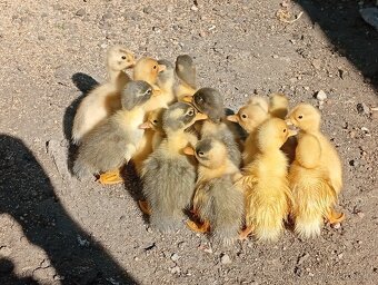 Káčata mix ze dvorku (pekingská x saská) - 4