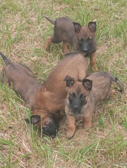 BELGICKÝ OVČÁK- MALINOIS - 4