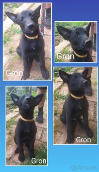 Belgický ovčák malinois - 4