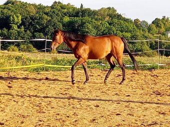 Valach A1/1 jako společník - 4