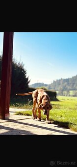 Tosa Inu - štěňátka - 4