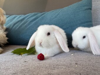 Zakrslý králíček beránek 4 - 4