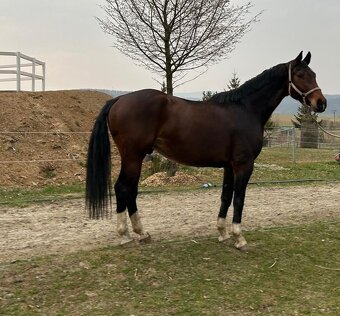 8 letý valach do sportu - 4