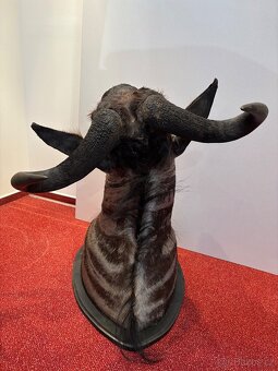 Lovecká trofej Pakoně Žíhaného - 4