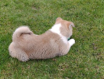 Akita Inu štěňátko - 4