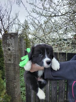 Štěňata border kolie - 4