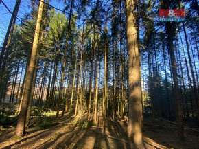 Prodej lesa 5373 m2, v Češtín u Jankova - 4