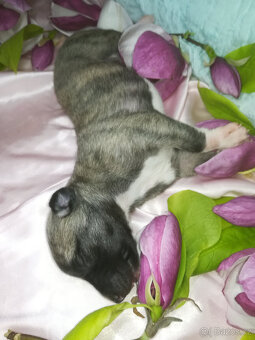 Whippet fenčka bez PP - rodiče fci PP. - 4