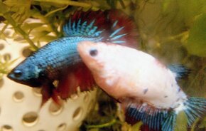 Betta Splendens velké ryby, poctivě krmené - 4