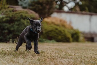 Field Trial Labrador Retriever - 4
