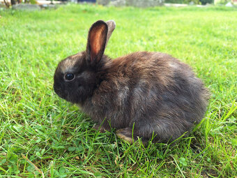Prodám zakrslé králíky - 4
