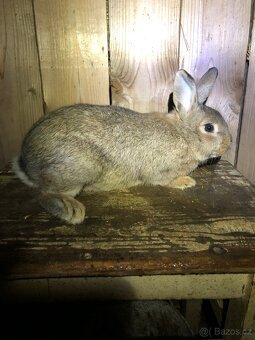 Stříbřitý malý černý a divoce zbarvený - 4