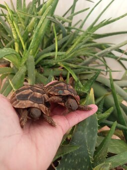 Želva zelenavá mláďata, kupní smlouva+Cites - 4