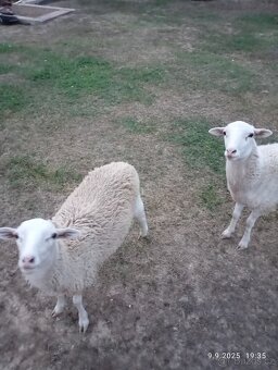 Prodám Ovečku a beránka - 4