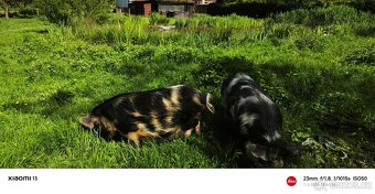 Kun Kune - 4