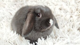 Zakrslý beránek, králíček, králík - DENIS - 4