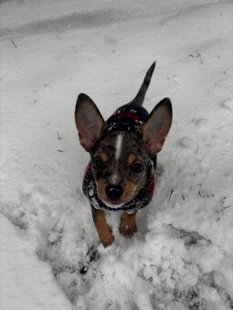 Kříženec Jack Russell x čivava - 4