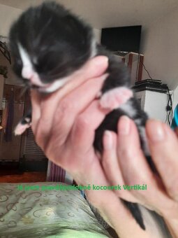 Nabízíme 2 koťata k zápisu do pořadníku na adopci. - 4