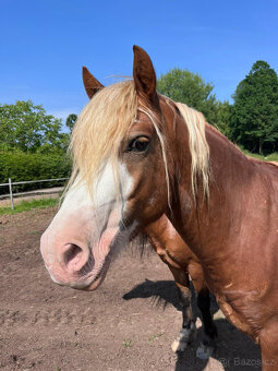 Prodáme valáška welsh pony of cob type, sekce C - 4