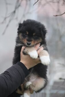 Australských ovčák s PP - 4