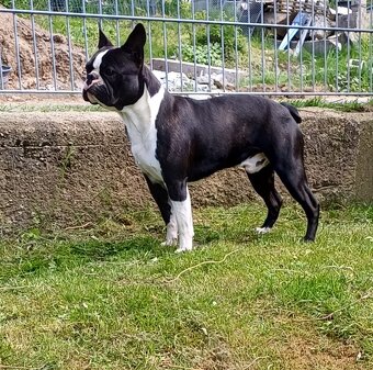 Bostonský teriér s PP - 4