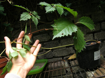 Loubinec pětilistý (psí víno) – zakořeněné sazenice - 4