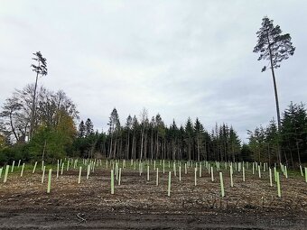 Prodej lesa 233 155 m² Žďár u Nové Včelnice - 4