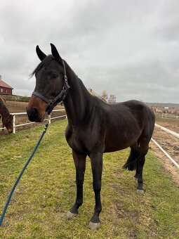 4-letá Oldenburgská klisna s Elite premii - 4