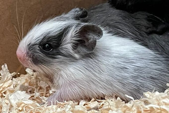 Mláďata osmáka degu s PP v různých barvách - 4