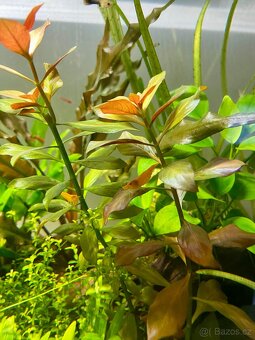 Mix krevetek neocaridina - 4